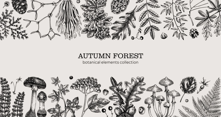 Hand drawn autumn forest background. Vintage banner with ferns, mushrooms, fall leaves and autumn plant sketches. Botanical design template in engraved style for print. Vector illustration
